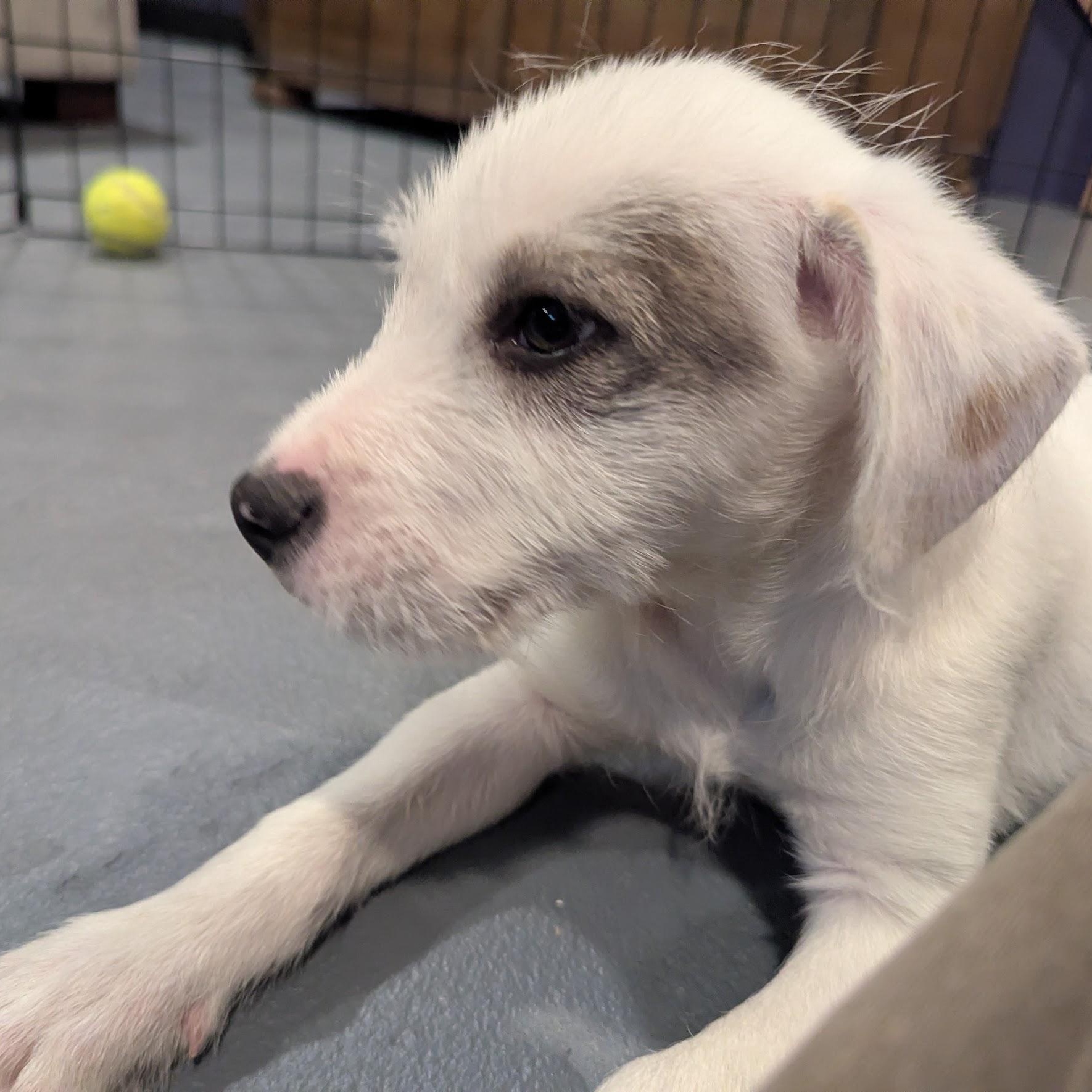Benedict, a ADOPTABLE mixed breed in Sparta, NJ image 4/5
