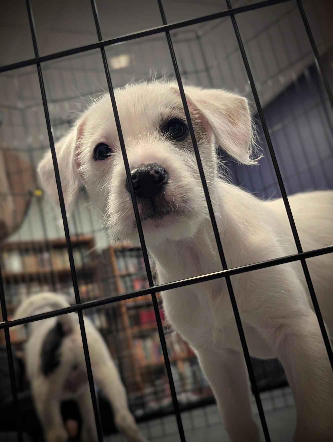 Benedict, a ADOPTABLE mixed breed in Sparta, NJ image 2/5