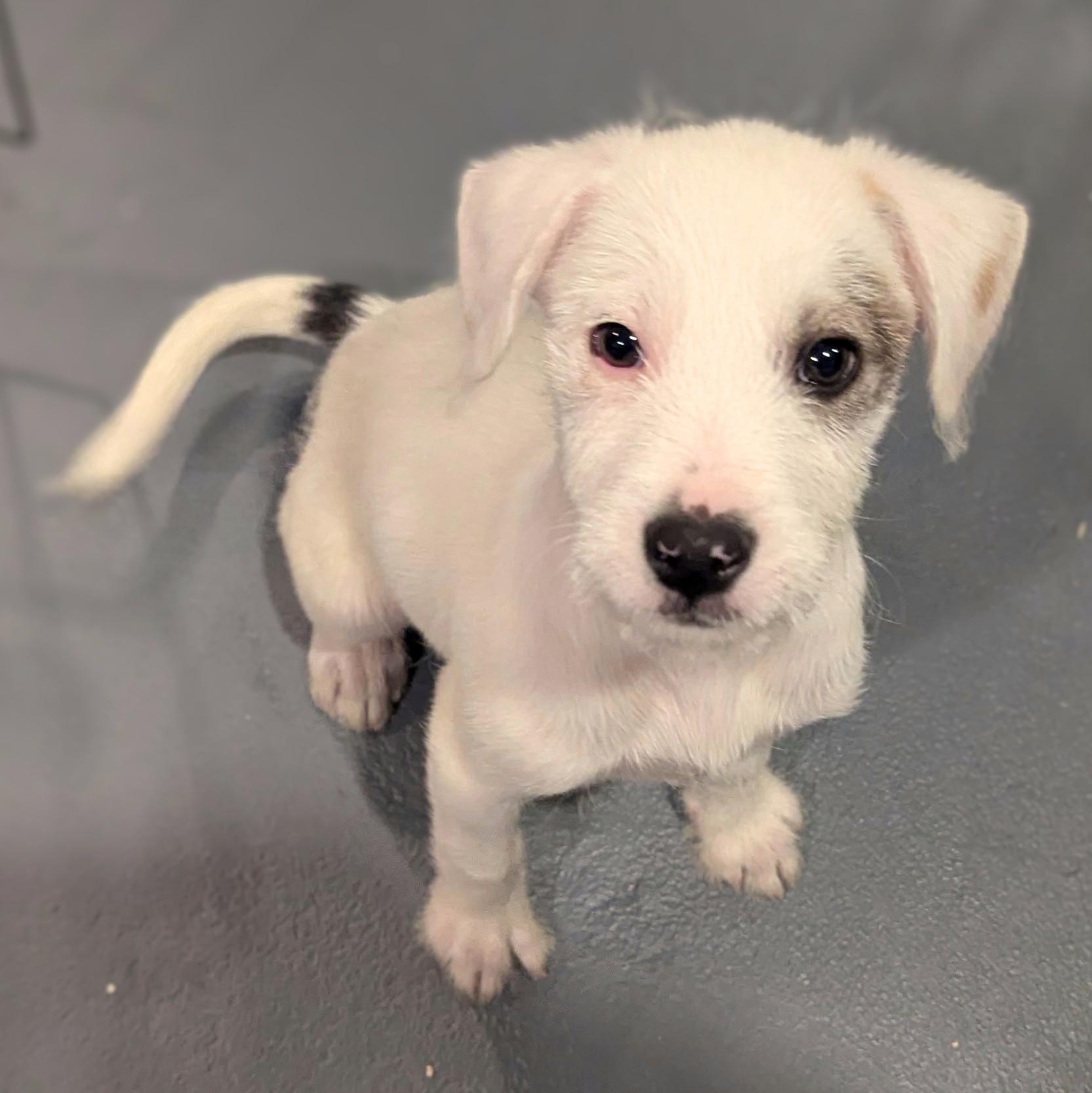 Benedict, a ADOPTABLE mixed breed in Sparta, NJ image 1/5