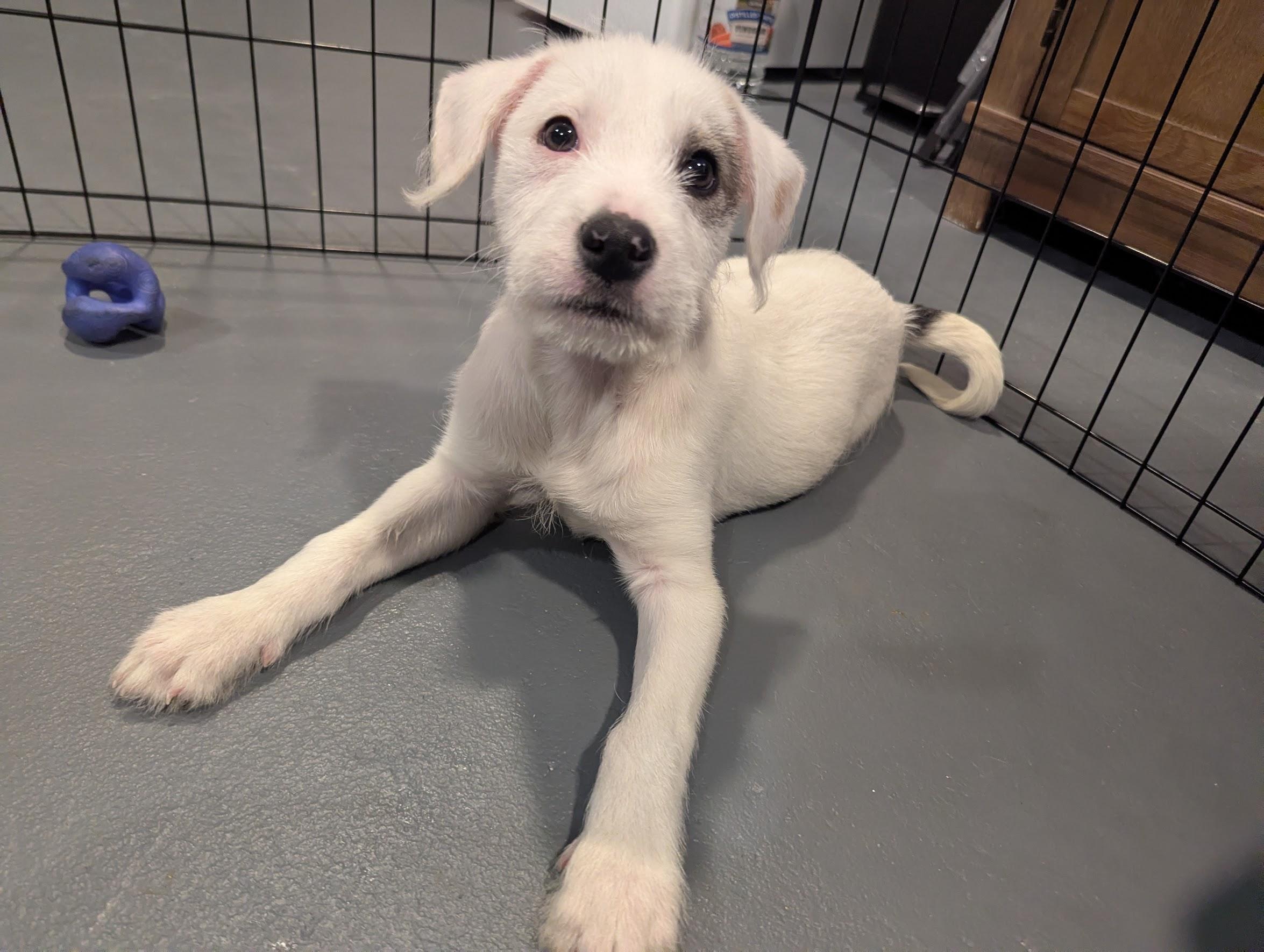 Benedict, a ADOPTABLE mixed breed in Sparta, NJ image 3/5