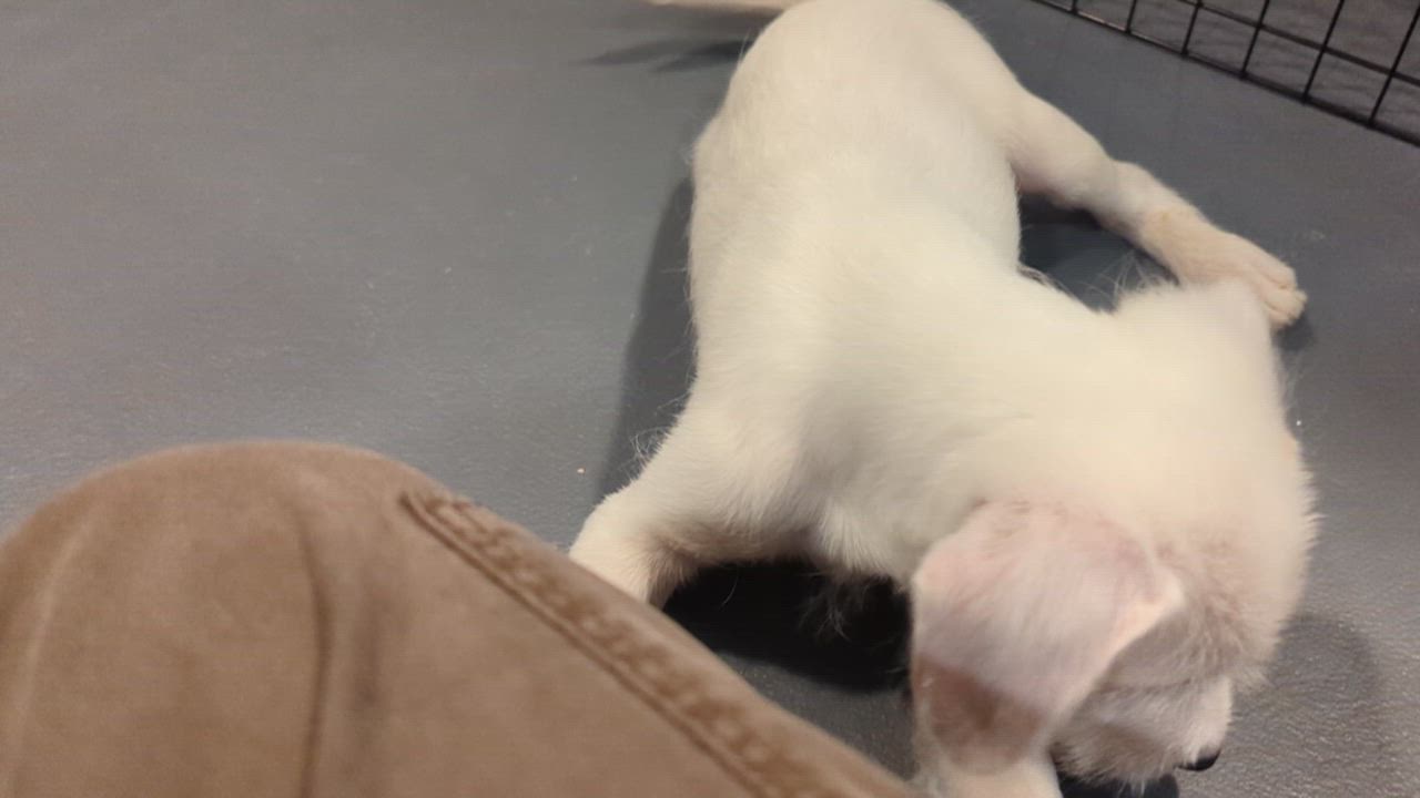 Enlarge Benedict, a ADOPTABLE mixed breed in Sparta, NJ video 5/5