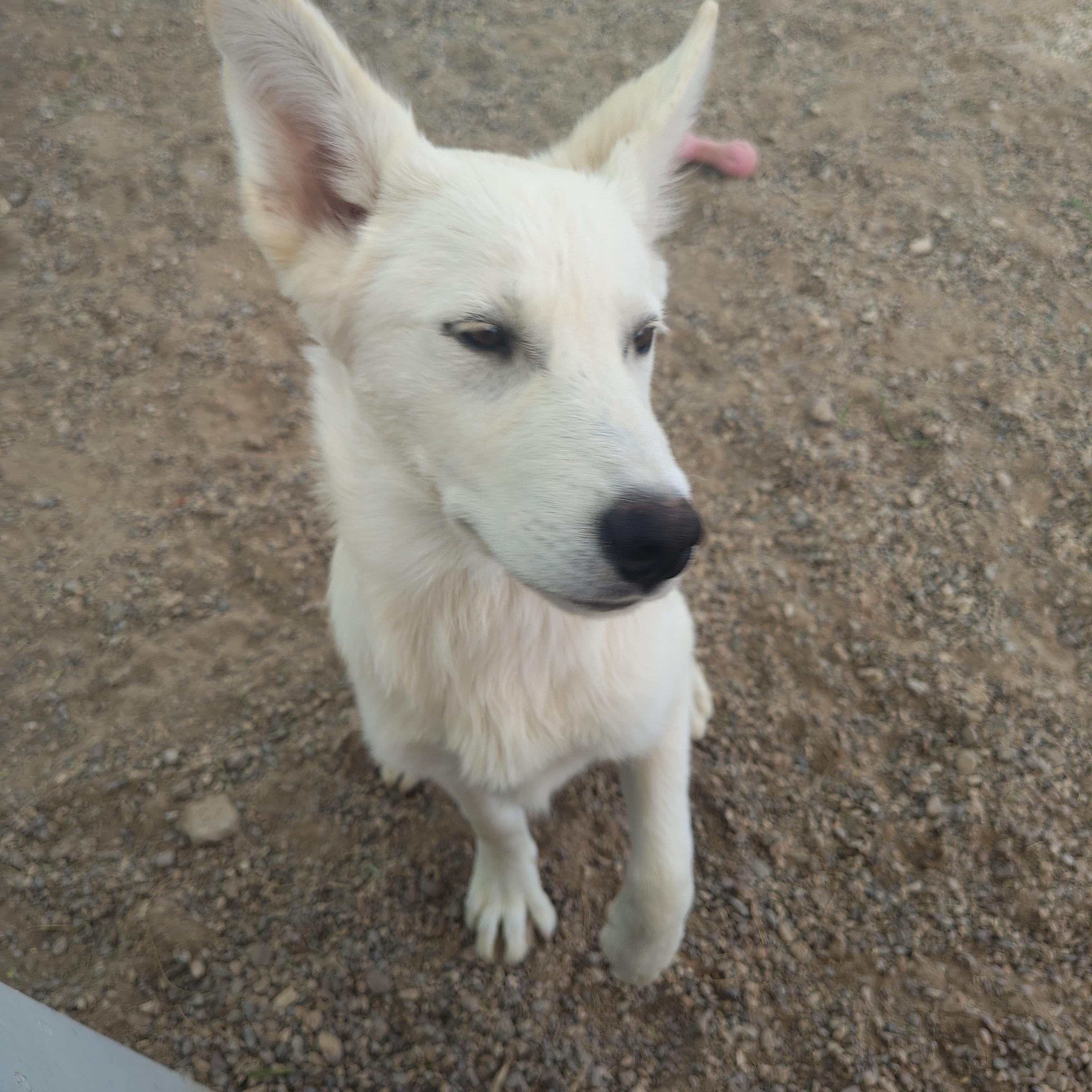 Toby, ADOPTABLE, Young Male German Shepherd Dog.