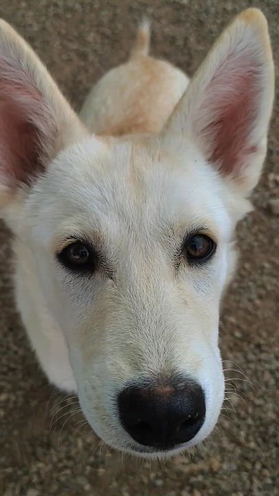 Enlarge Toby, a ADOPTABLE mixed breed in Parker, AZ video 1/2