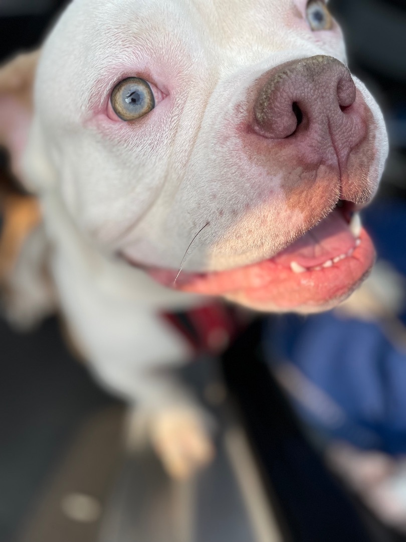 Enlarge Tater Tot, a Adopted American Bully in Englewood, NJ image 1/15