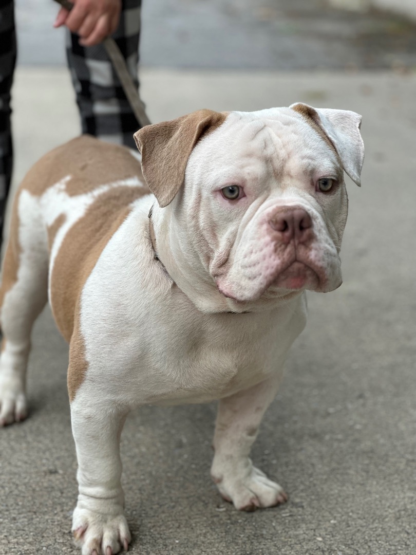 Enlarge Tater Tot, a Adopted American Bully in Englewood, NJ image 2/15