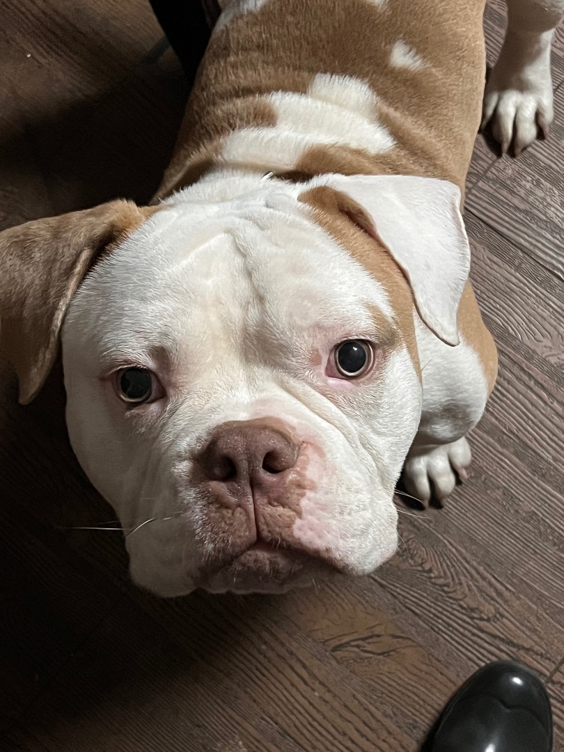 Enlarge Tater Tot, a Adopted American Bully in Englewood, NJ image 4/15