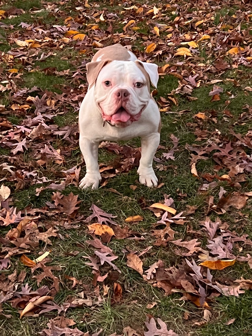 Enlarge Tater Tot, a Adopted American Bully in Englewood, NJ image 5/15