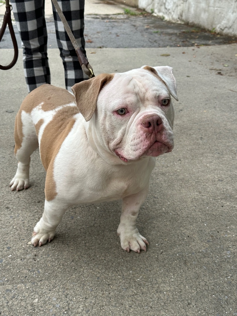 Enlarge Tater Tot, a Adopted American Bully in Englewood, NJ image 6/15