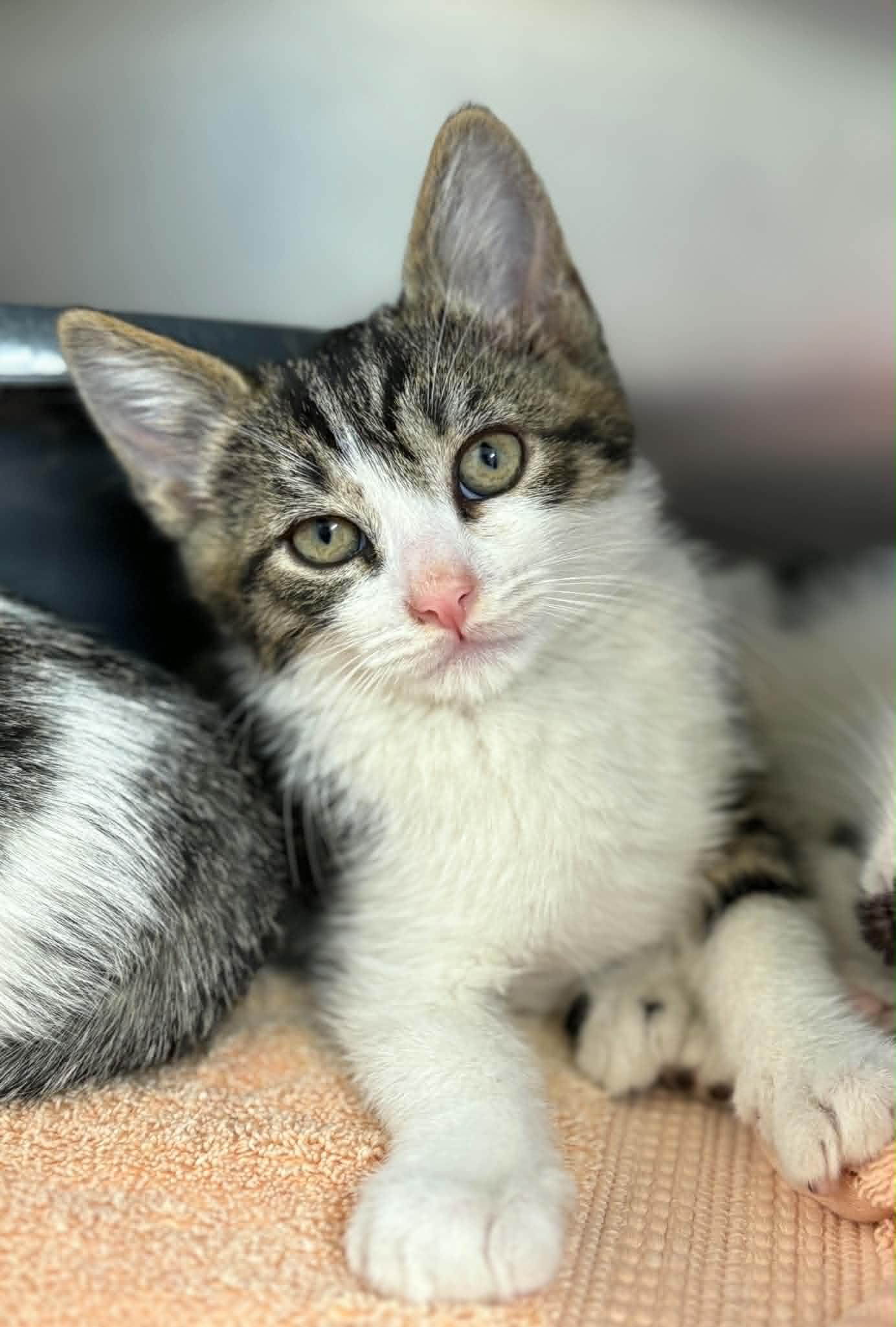Enlarge Taboo, a ADOPTABLE Domestic Short Hair in Grants Pass, OR image 2/2