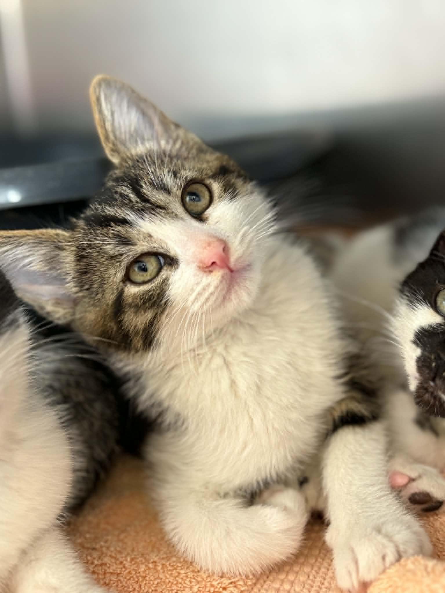 Taboo, ADOPTABLE, Kitten Male Domestic Short Hair.