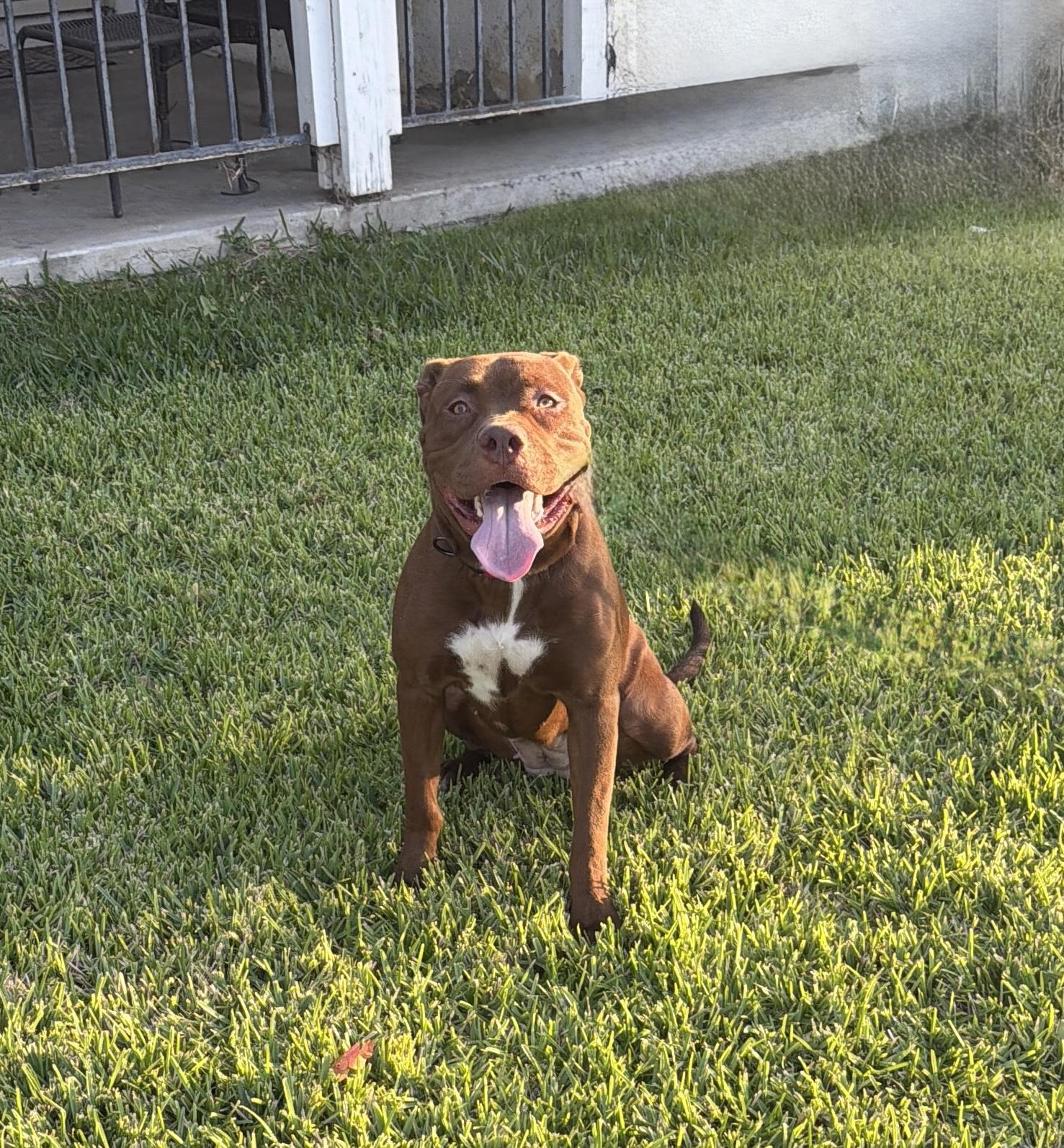 RUBY, a ADOPTABLE mixed breed in Portland , OR image 1/5