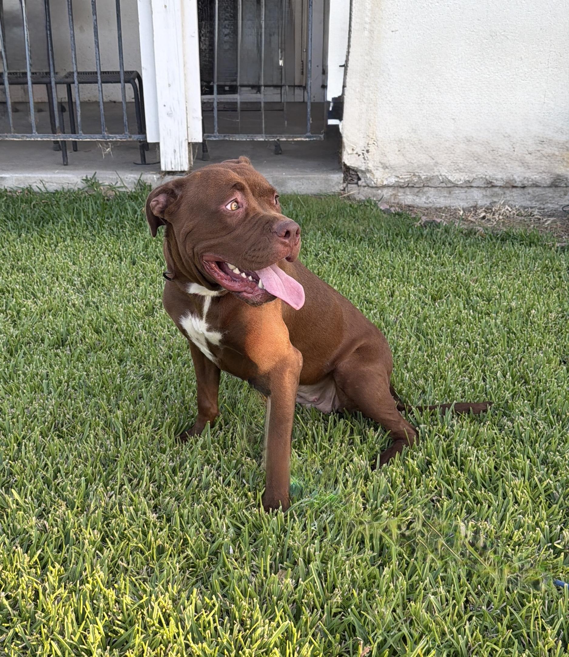 RUBY, a ADOPTABLE mixed breed in Portland , OR image 5/5
