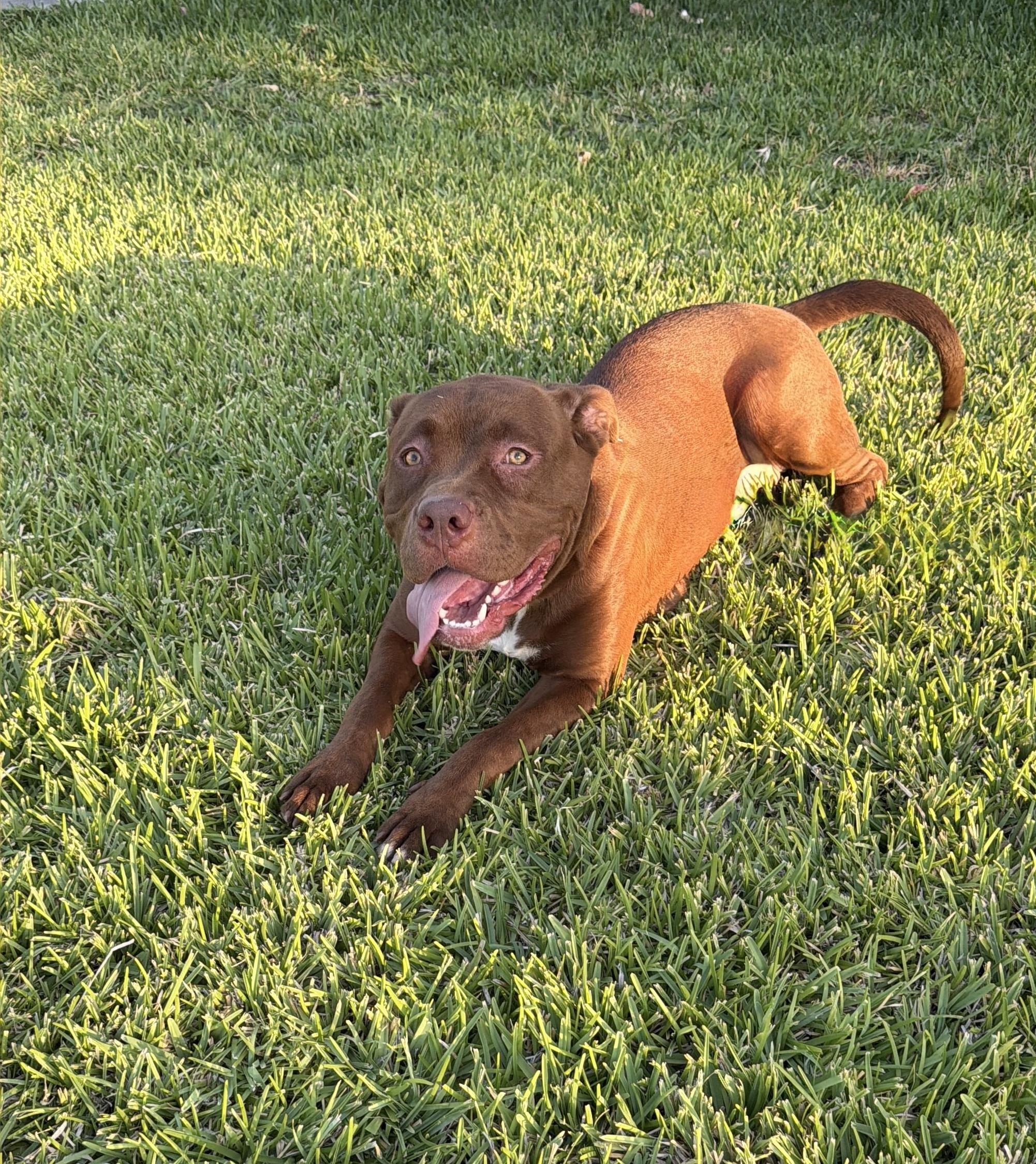 RUBY, a ADOPTABLE mixed breed in Portland , OR image 4/5