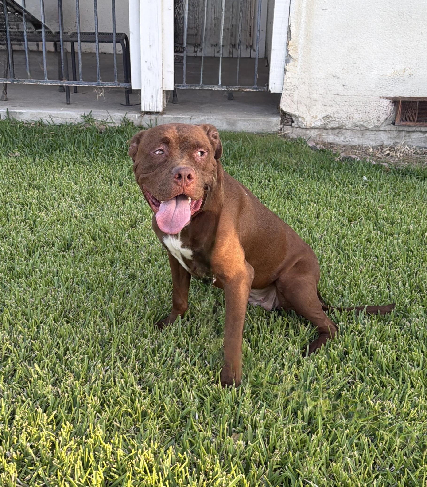 RUBY, a ADOPTABLE mixed breed in Portland , OR image 2/5