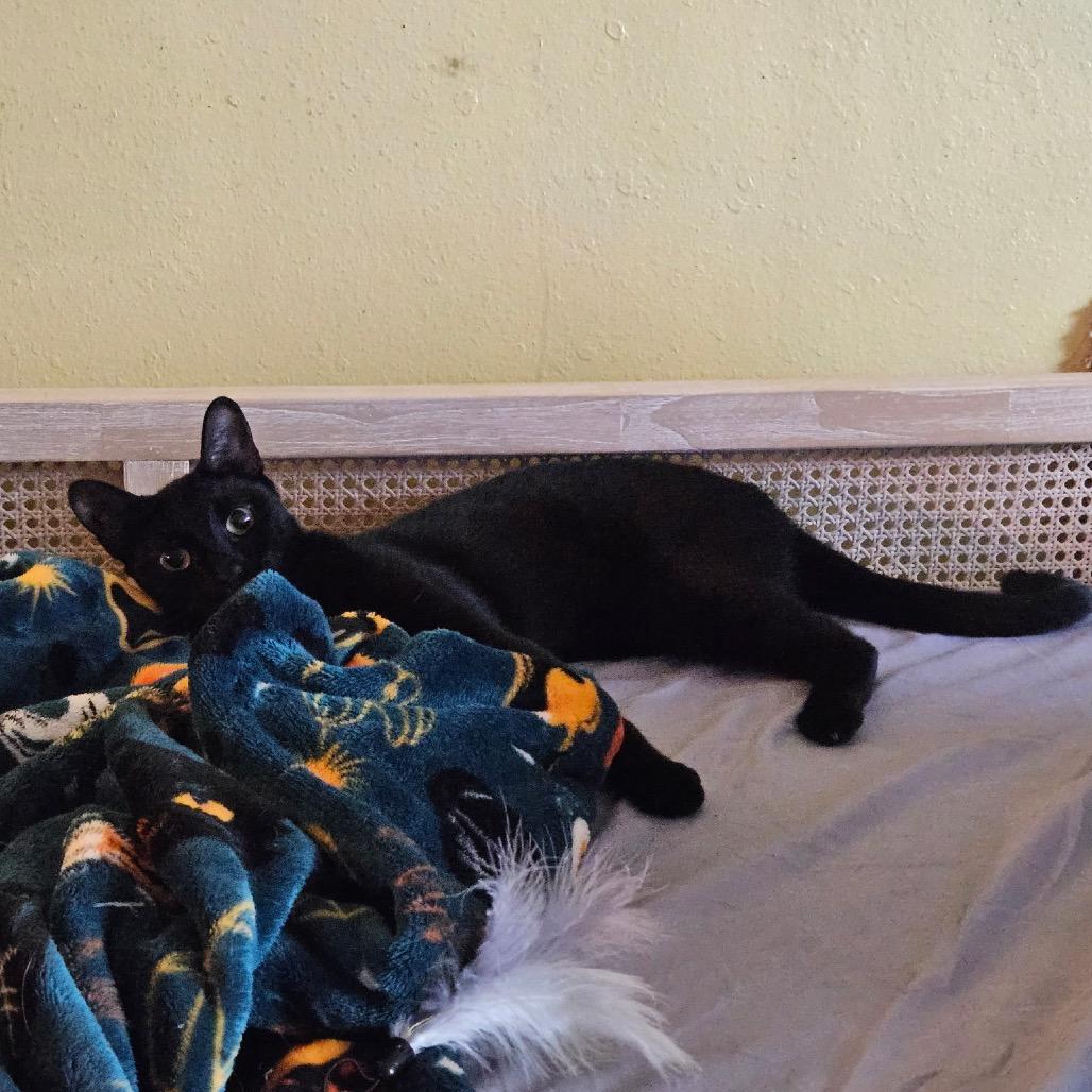 Zoe, Adoptable, Young Female Domestic Short Hair.
