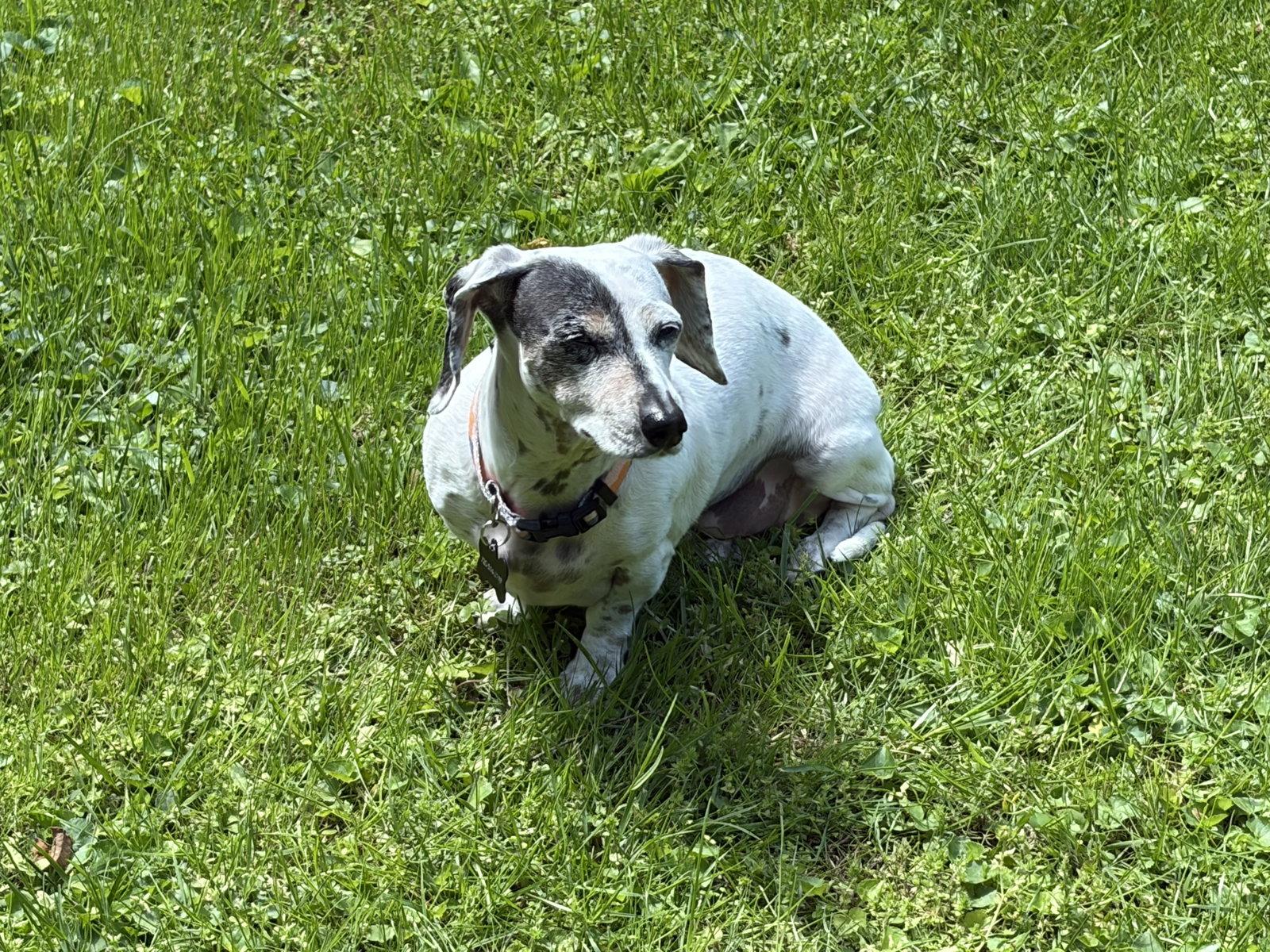 Daisy14, Adopted, Young Female Dachshund.