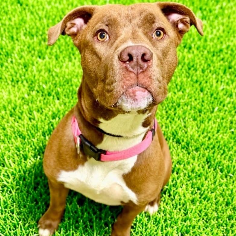 Scarlet, ADOPTABLE, Puppy Female Terrier.