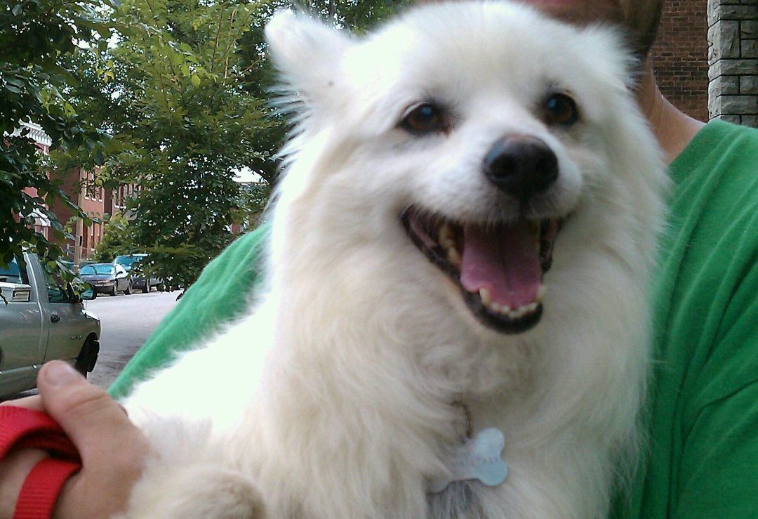 Enlarge FOSTER HOMES URGENTLY NEEDED!, a Adoptable American Eskimo Dog in Saint Louis, MO image 1/1