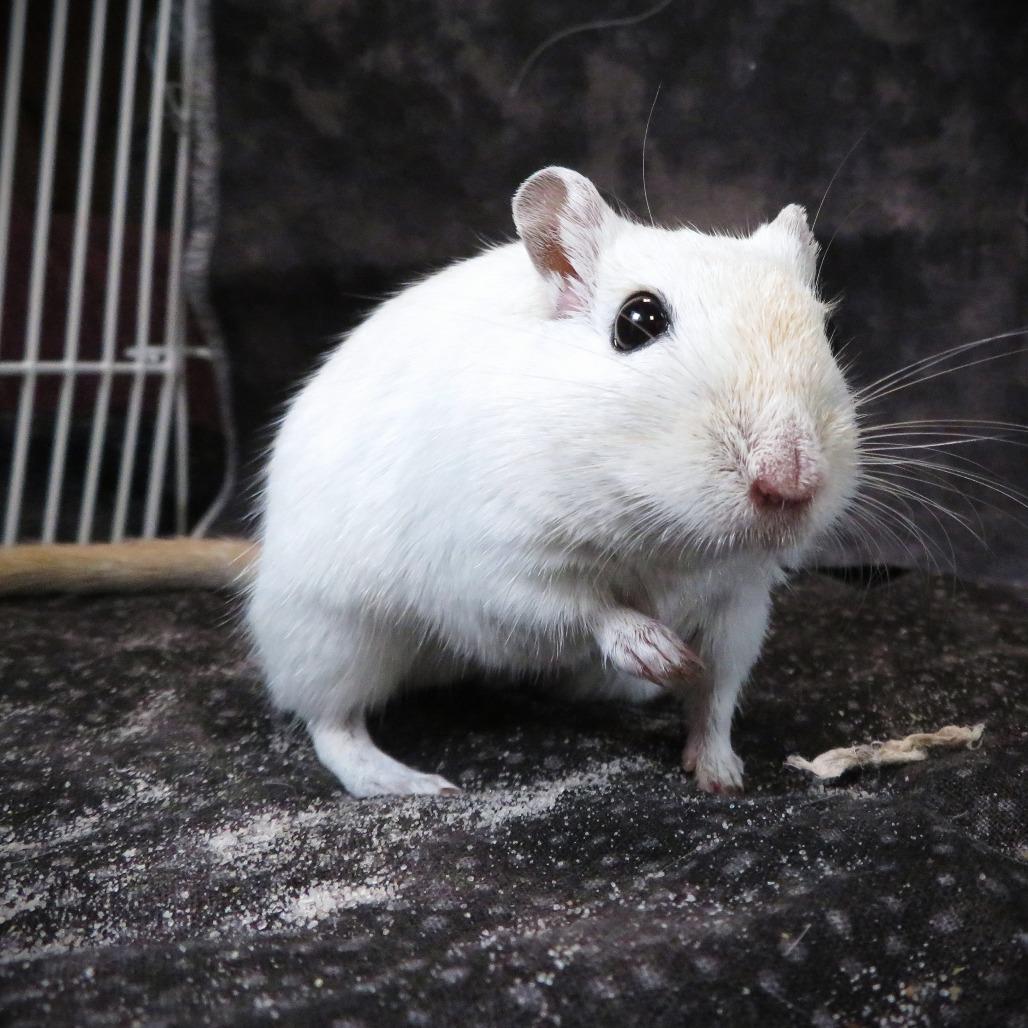 Storm, Adoptable, Adult Female Gerbil.