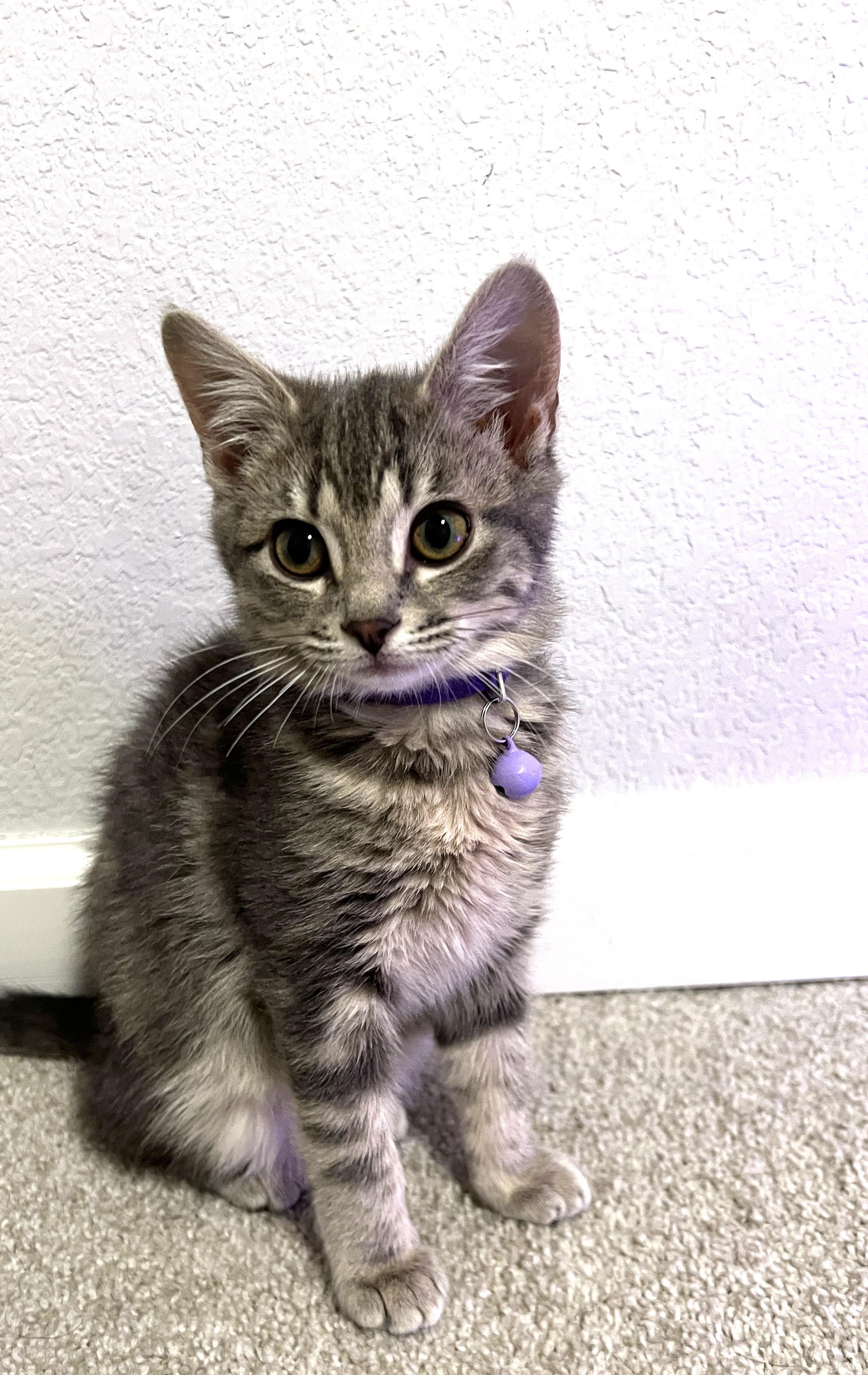 Gale, adopted, Kitten Female Domestic Short Hair.