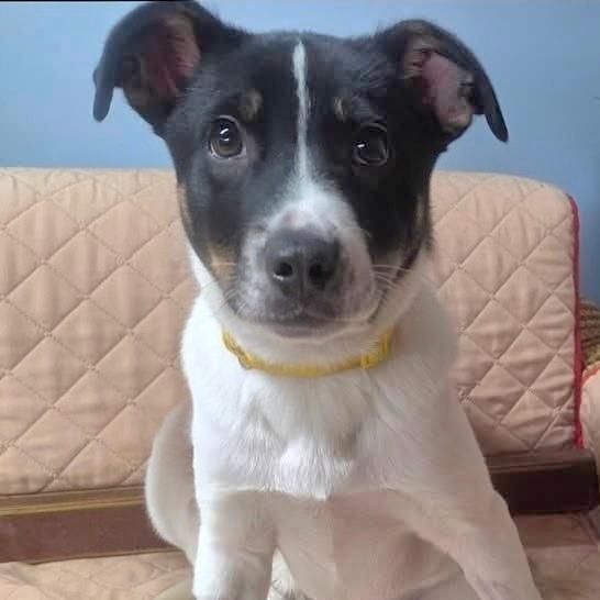 CT Fanbelt, Adoptable, Puppy Male Husky & Cattle Dog.