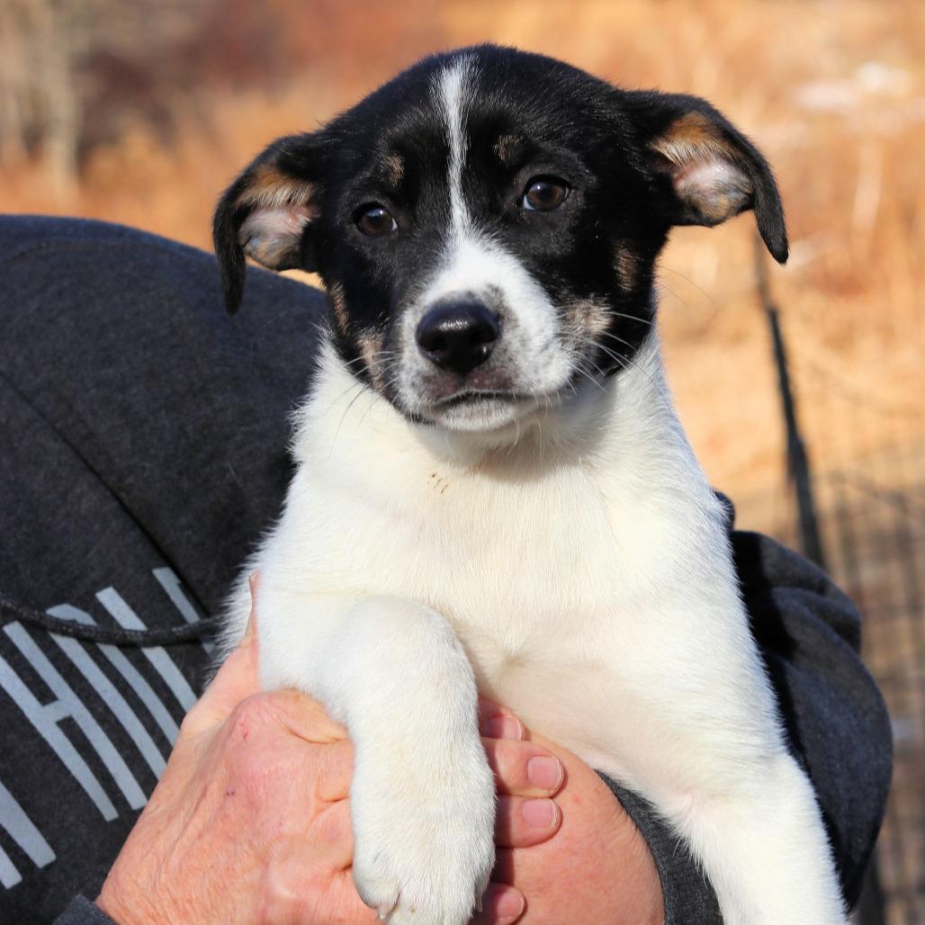 CT Fanbelt, a Adoptable mixed breed in Eastford, CT image 2/5