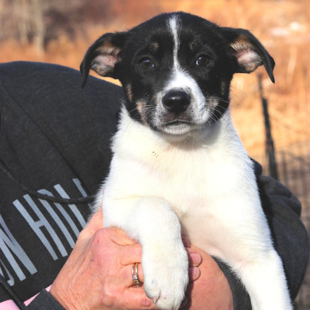 CT Fanbelt, a Adoptable mixed breed in Eastford, CT image 3/5