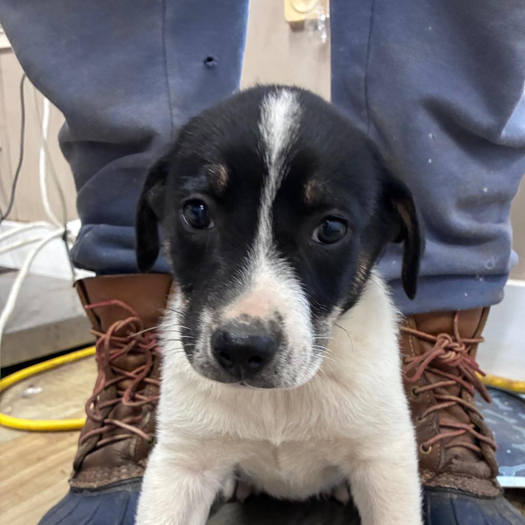 CT Fanbelt, a Adoptable mixed breed in Eastford, CT image 4/5