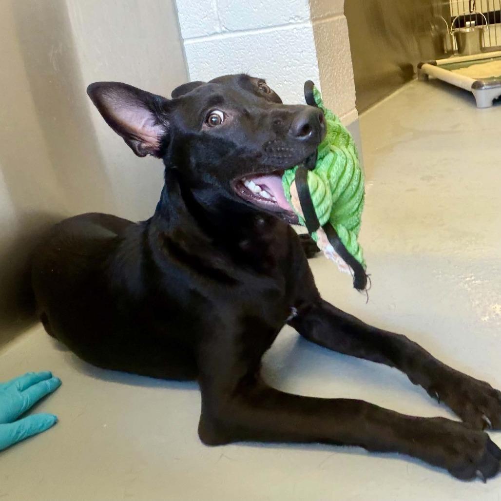 Enlarge Jimothy, a Adoptable mixed breed in Concord, NC image 1/6