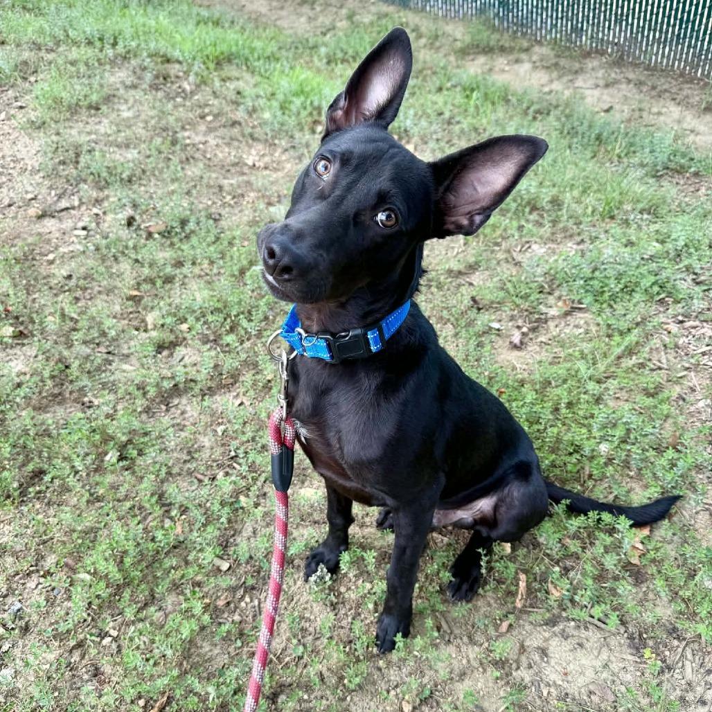 Enlarge Jimothy, a Adoptable mixed breed in Concord, NC image 2/6