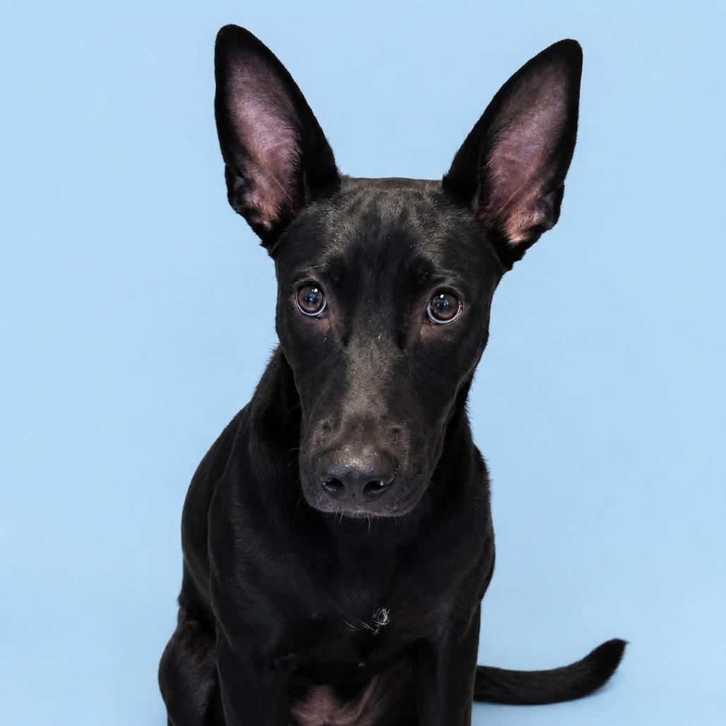 Enlarge Jimothy, a Adoptable mixed breed in Concord, NC image 3/6