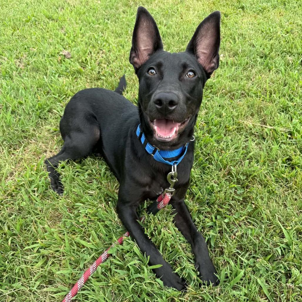 Enlarge Jimothy, a Adoptable mixed breed in Concord, NC image 4/6
