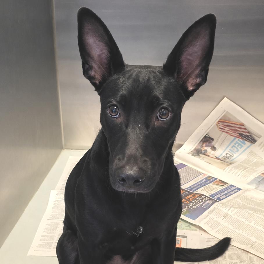 Enlarge Jimothy, a Adoptable mixed breed in Concord, NC image 5/6