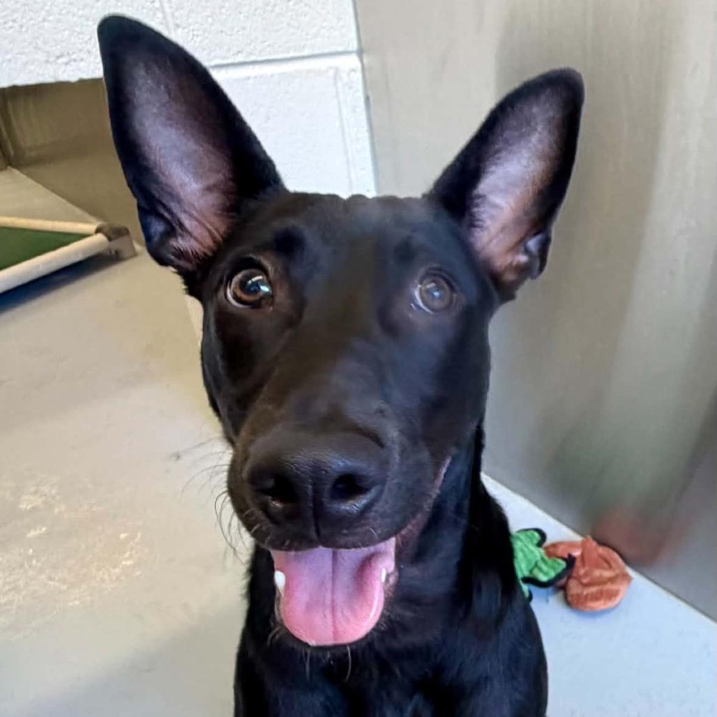 Enlarge Jimothy, a Adoptable mixed breed in Concord, NC image 6/6