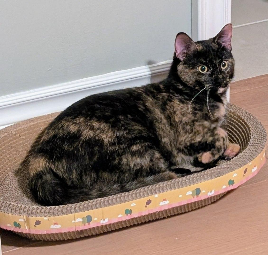 Enlarge Meeko, a Adoptable Tortoiseshell in Hamilton, ON image 3/4
