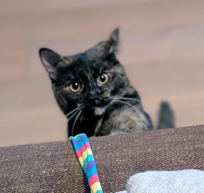 Enlarge Meeko, a Adoptable Tortoiseshell in Hamilton, ON image 2/4