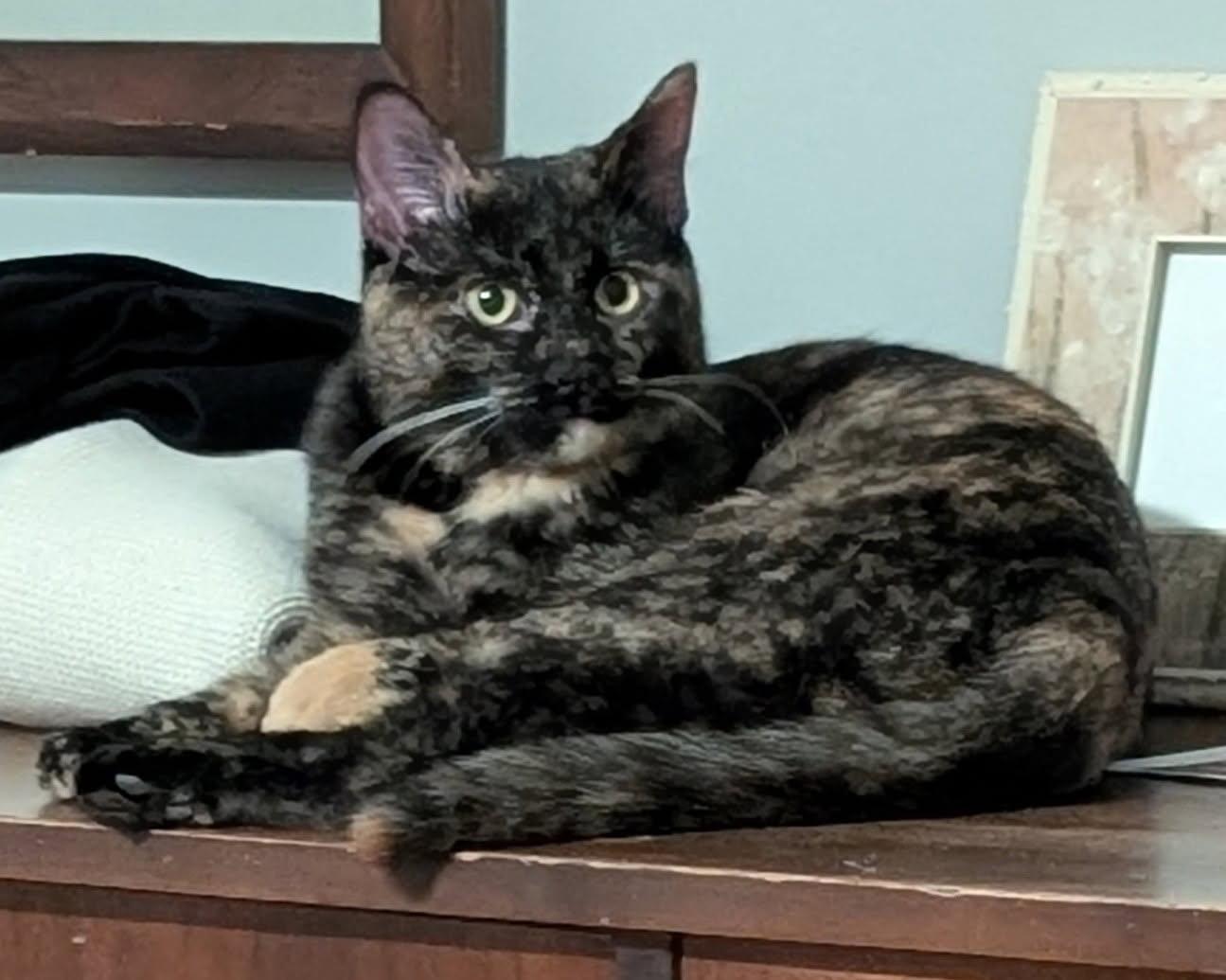 Meeko, Adoptable, Young Female Tortoiseshell.