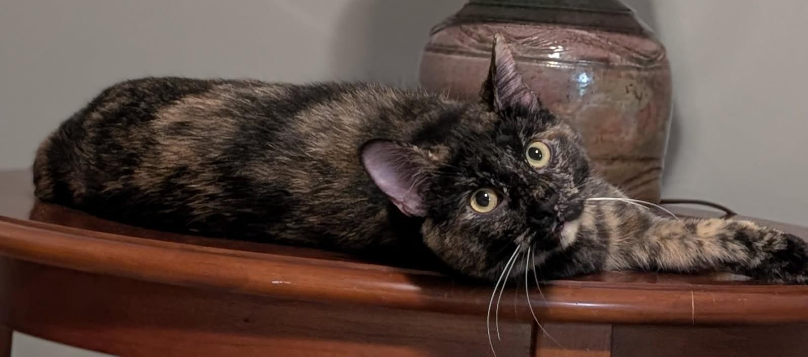Enlarge Meeko, a Adoptable Tortoiseshell in Hamilton, ON image 4/4