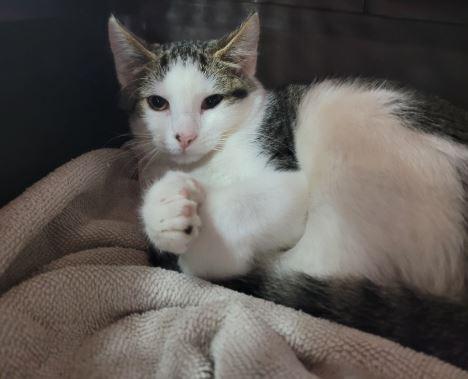 Enlarge Jeapers, a Adoptable mixed breed in Waverly, NY image 1/4