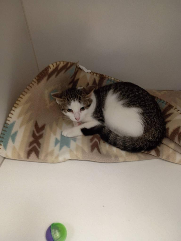 Enlarge Jeapers, a Adoptable mixed breed in Waverly, NY image 3/4