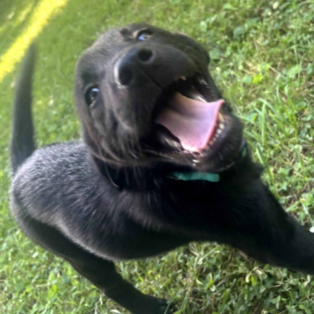 Pearl(Pretty P's Litter), Adoptable, Puppy Female Black Labrador Retriever & Mixed Breed.
