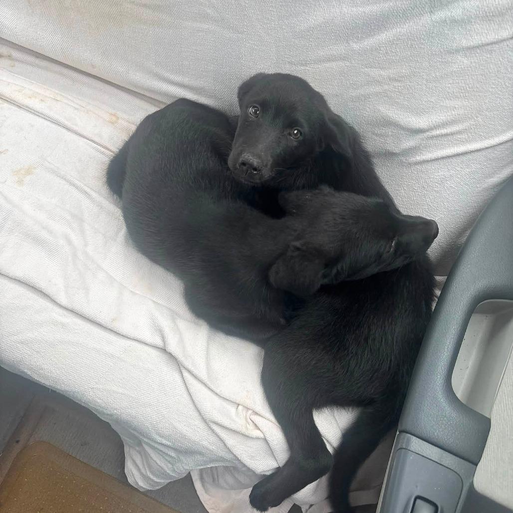 Enlarge Pearl(Pretty P's Litter), a Adoptable mixed breed in Lenoir, NC image 2/6