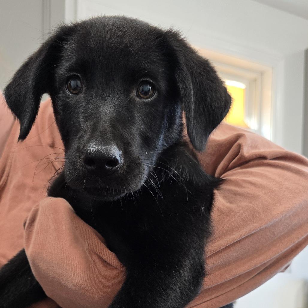 Enlarge Pearl(Pretty P's Litter), a Adoptable mixed breed in Lenoir, NC image 4/6