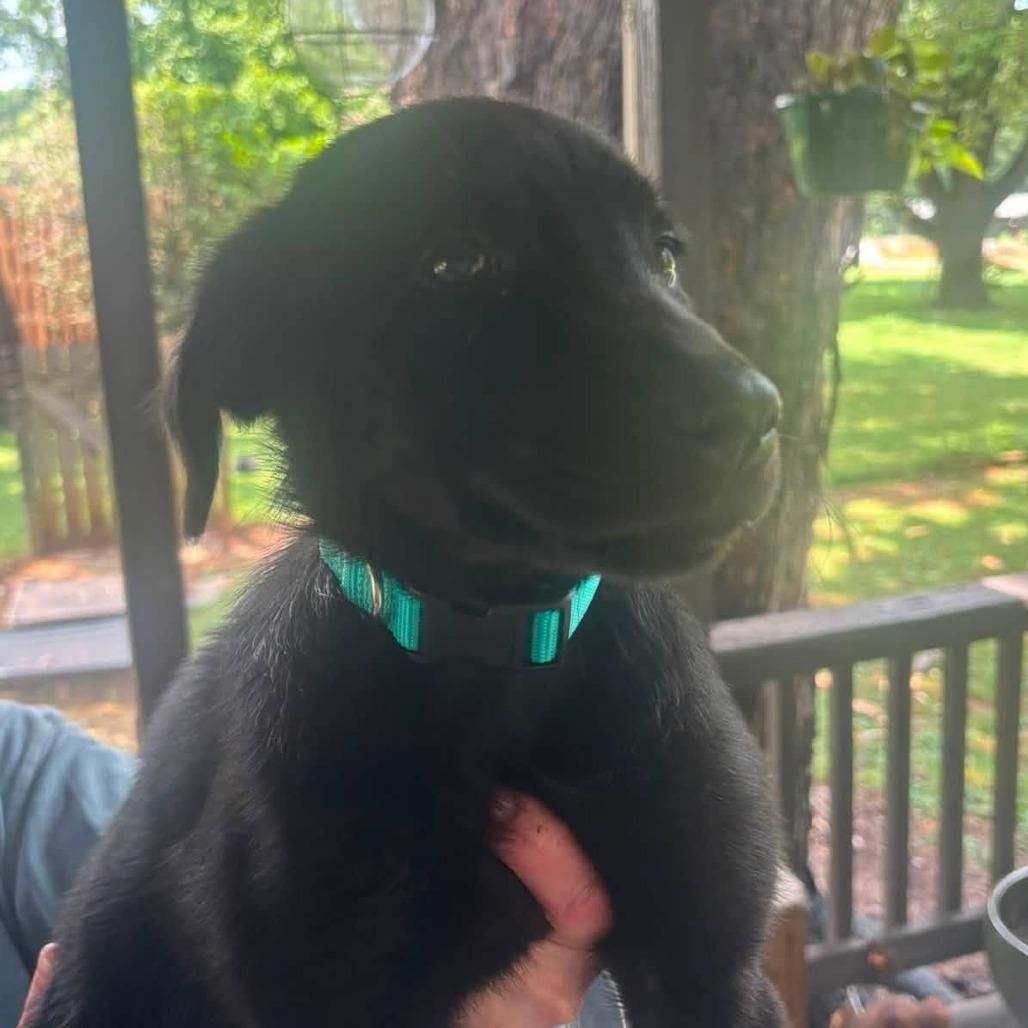 Enlarge Pearl(Pretty P's Litter), a Adoptable mixed breed in Lenoir, NC image 5/6
