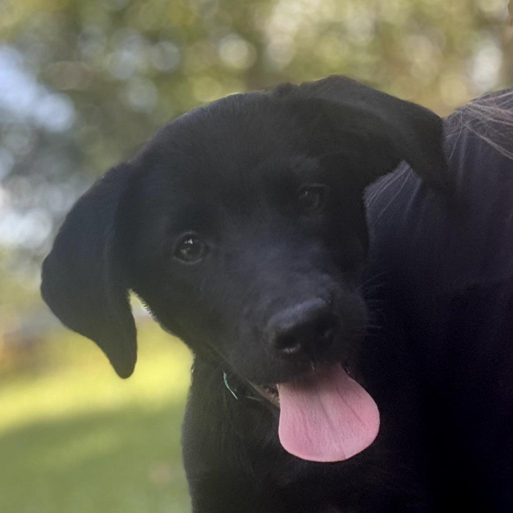 Enlarge Pearl(Pretty P's Litter), a Adoptable mixed breed in Lenoir, NC image 6/6