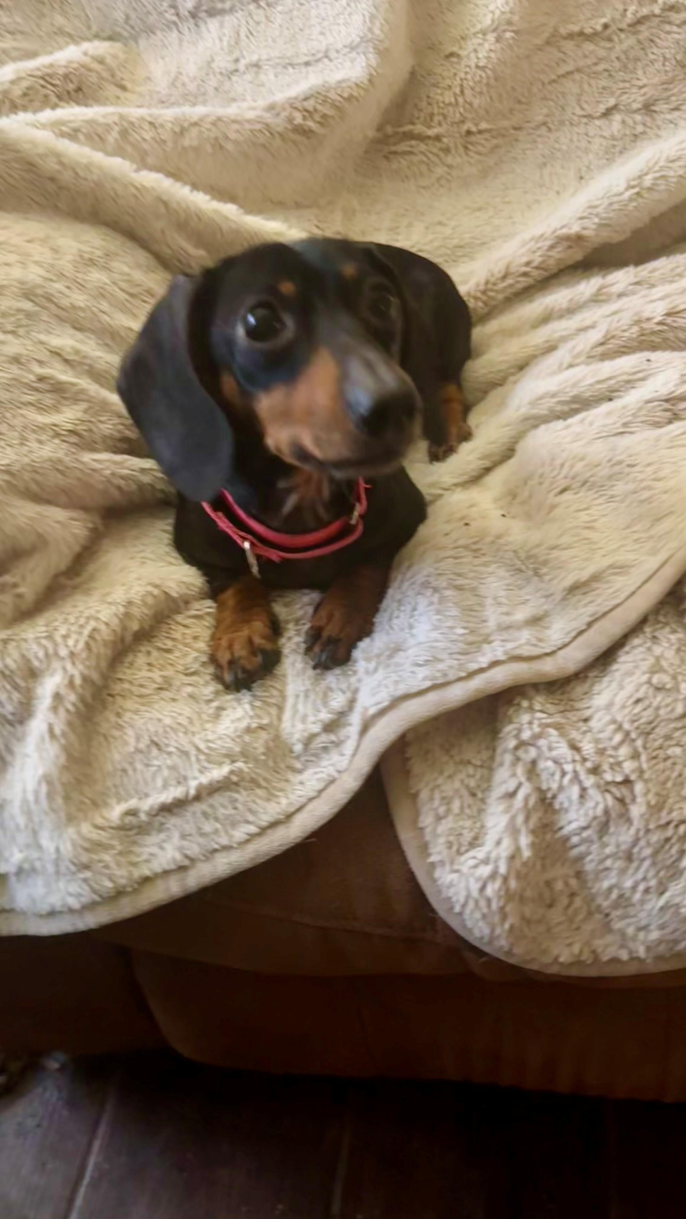 Enlarge Phoebe, an adopted Dachshund in San Antonio, TX image 2/4