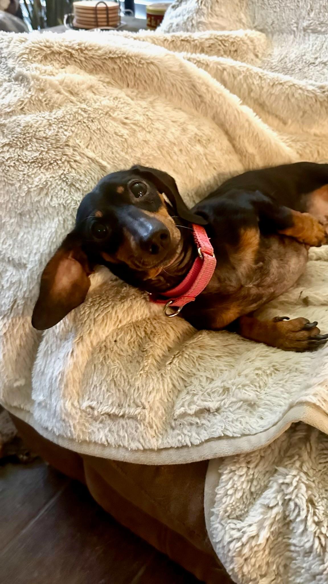 Enlarge Phoebe, an adopted Dachshund in San Antonio, TX image 3/4