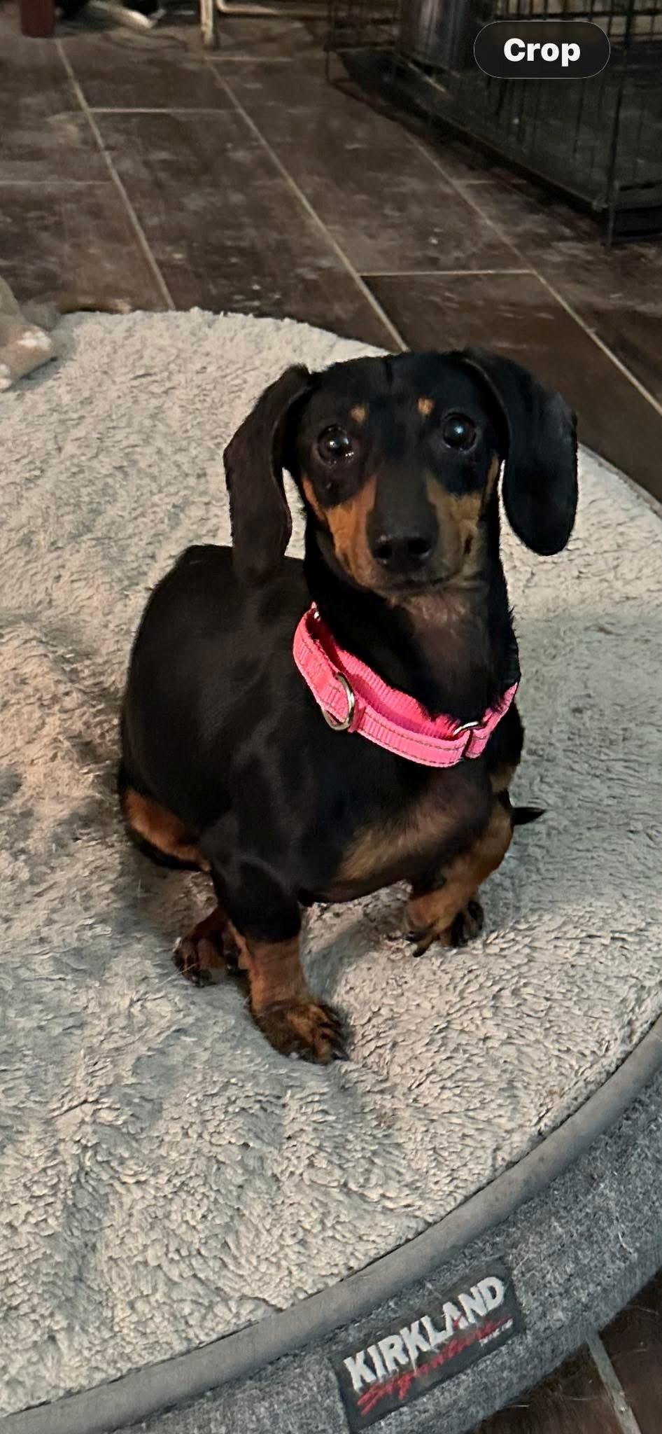 Enlarge Phoebe, an adopted Dachshund in San Antonio, TX image 4/4
