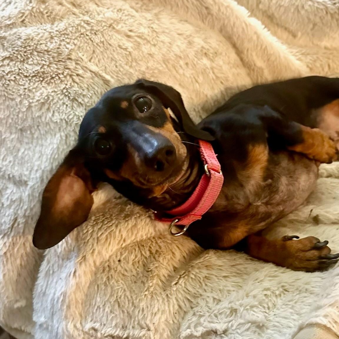 Phoebe, adopted, Adult Female Dachshund.