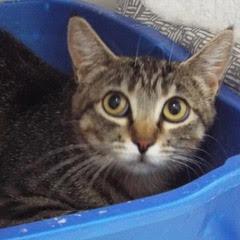 Flip Flop, Young Female unknown